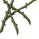 Thorns, an element of the UST Pax Romana coat of arms